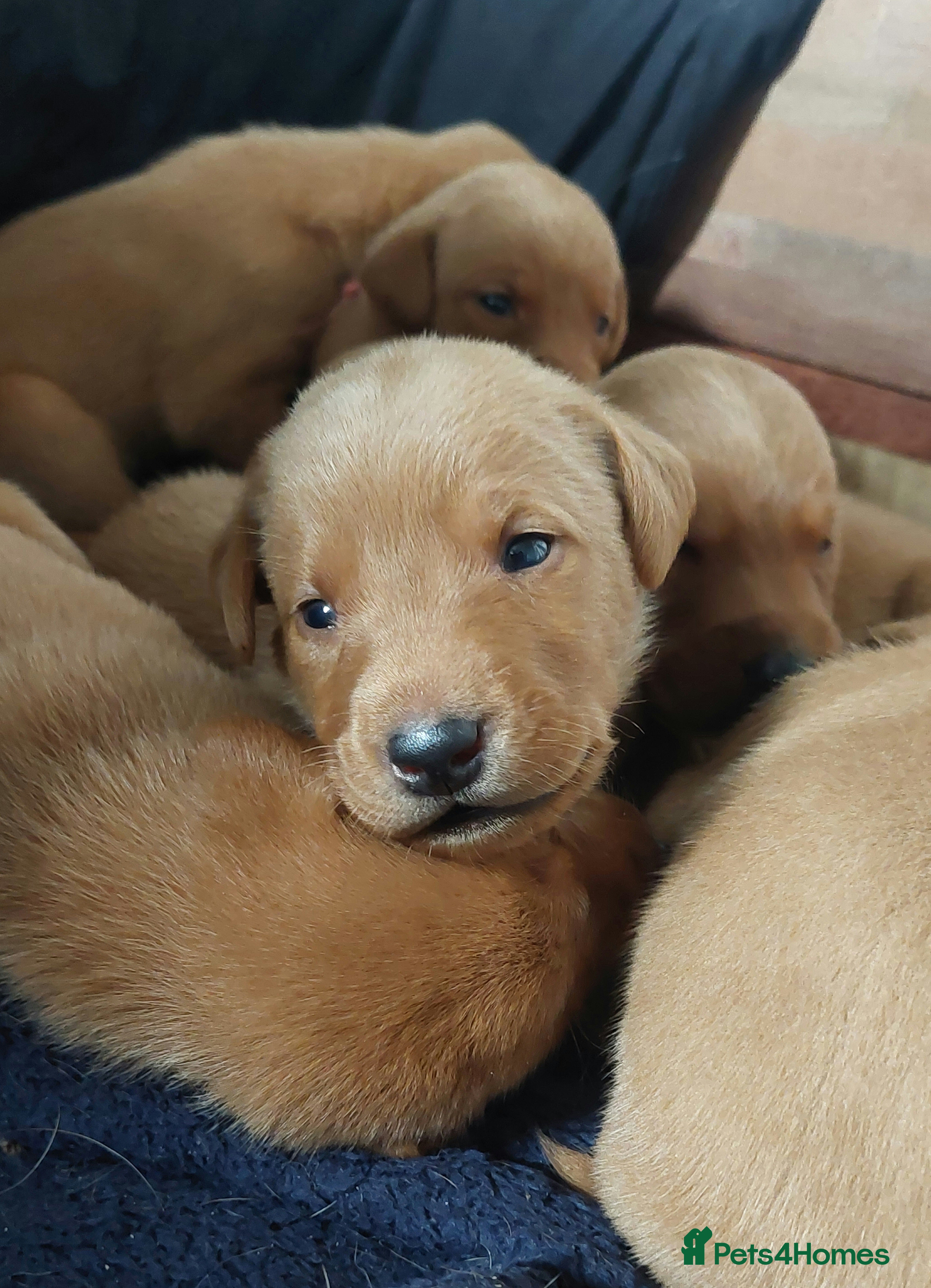 Labrador Retriever dogs KCReg FoxRed LabradorRetriver Puppies WorkingLines - Advert 10