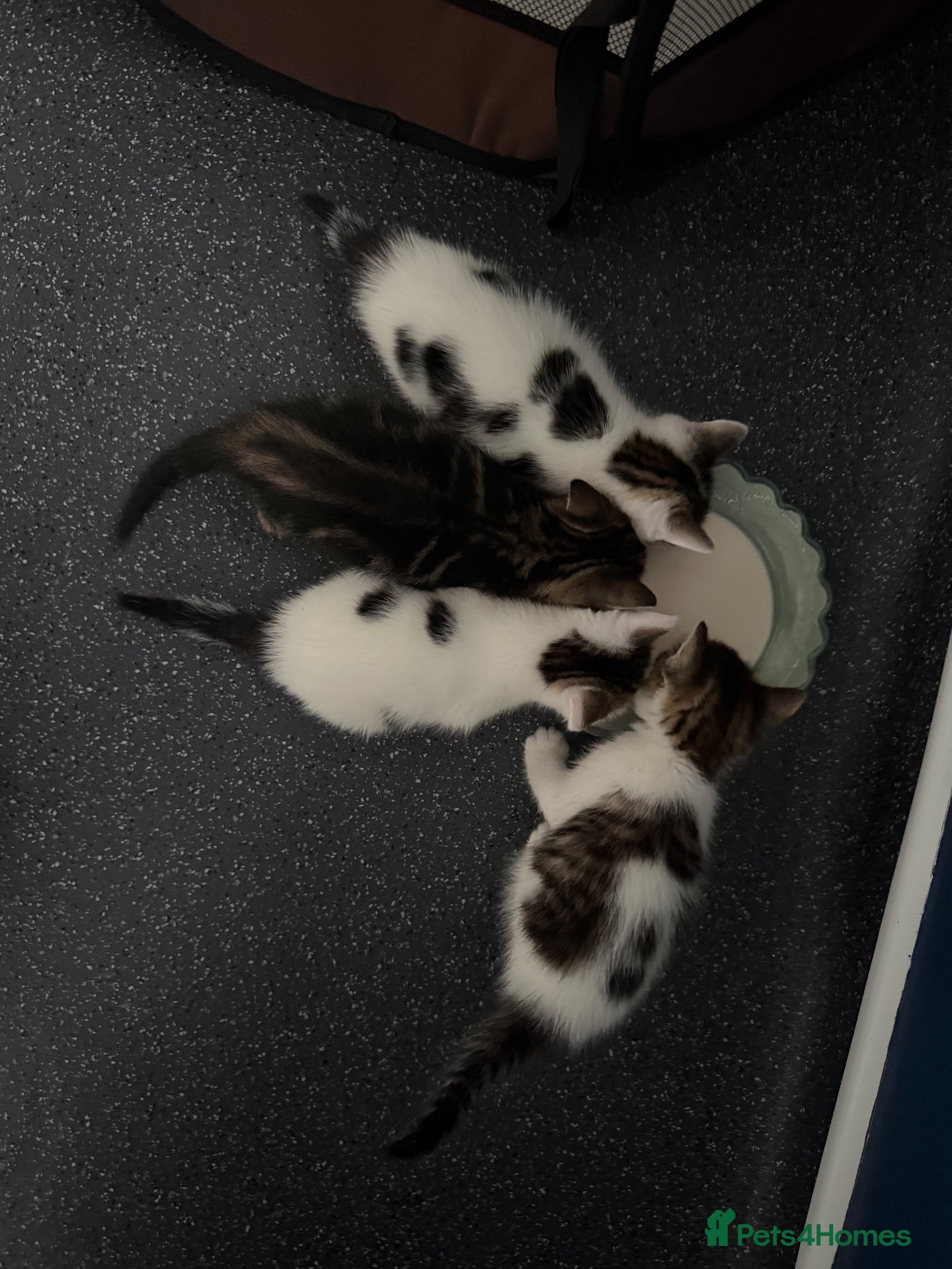 Mixed Breed cats Beautiful kittens looking for homes  - Advert 7