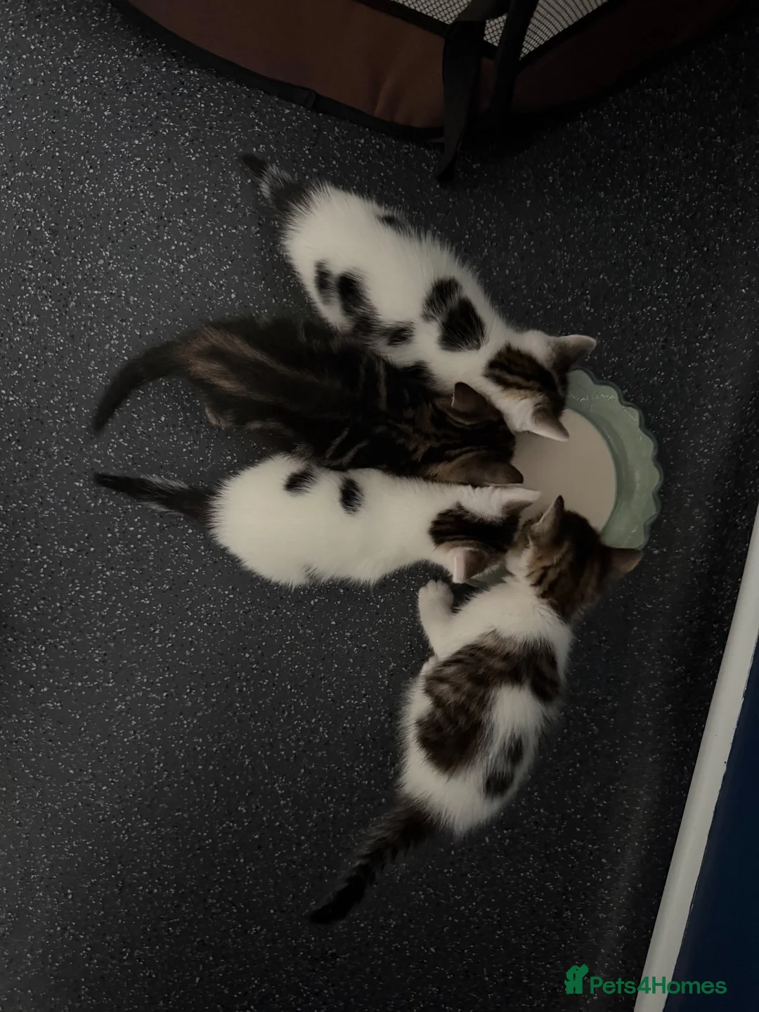 Mixed Breed cats for sale: Beautiful kittens looking for homes  - Advert 1