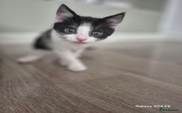 Mixed Breed cats for sale: Beautiful kittens  - Image 2