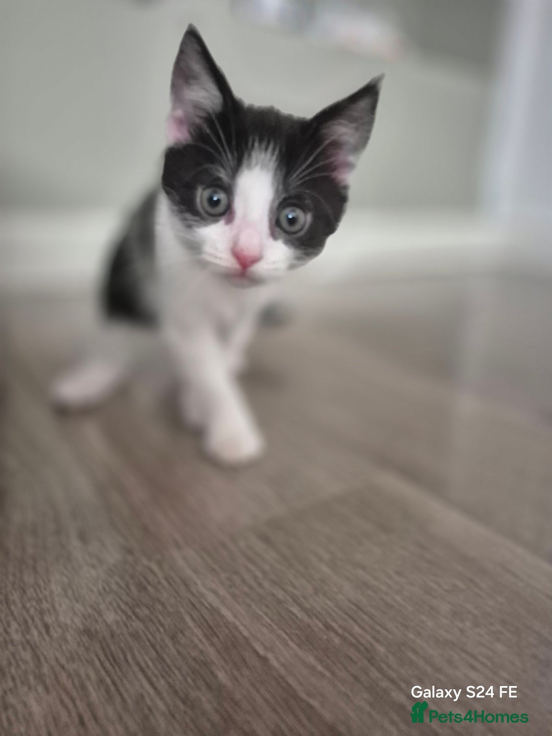 Mixed Breed cats for sale: Beautiful kittens  - Image 2