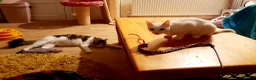 Mixed Breed cats for adoption: King Tut is looking for cuddles - Advert 13