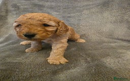 Cockapoo dogs for sale:  F1B COCKAPOO  - Image 2