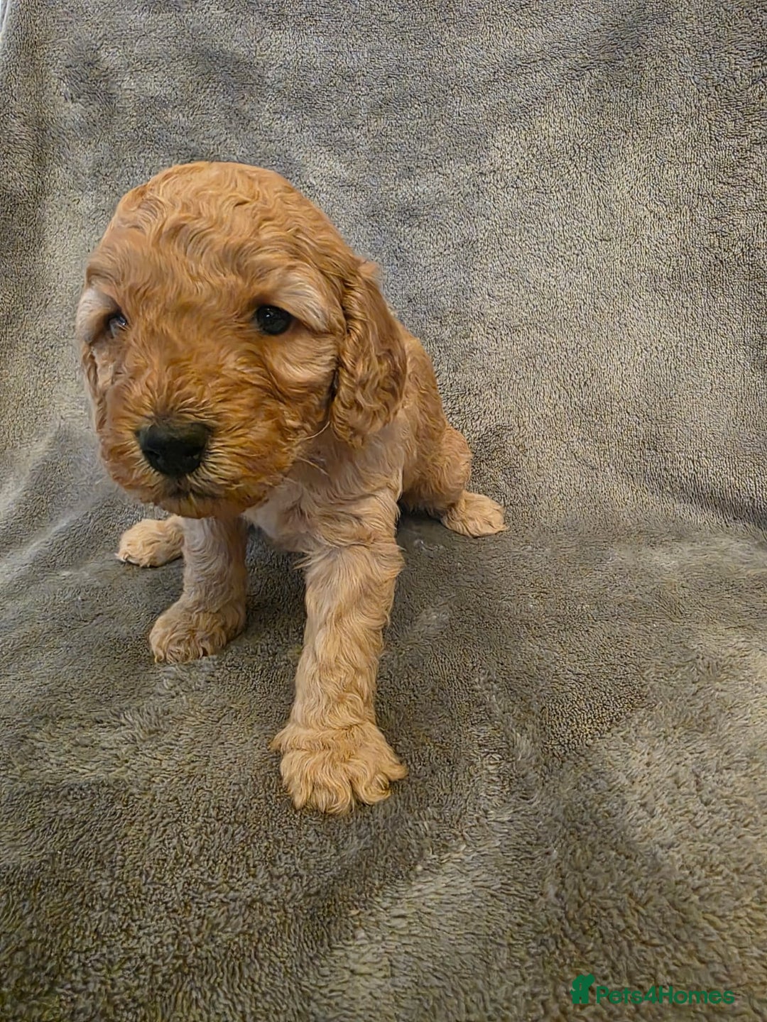 Cockapoo dogs for sale:  F1B COCKAPOO  - Image 2