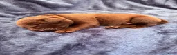 Labrador Retriever dogs for sale: Chocolate Labrador Puppies in Spalding - Advert 9