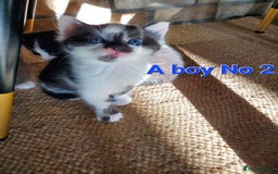 Mixed Breed cats for sale: Half pedigree kittens - Image 6