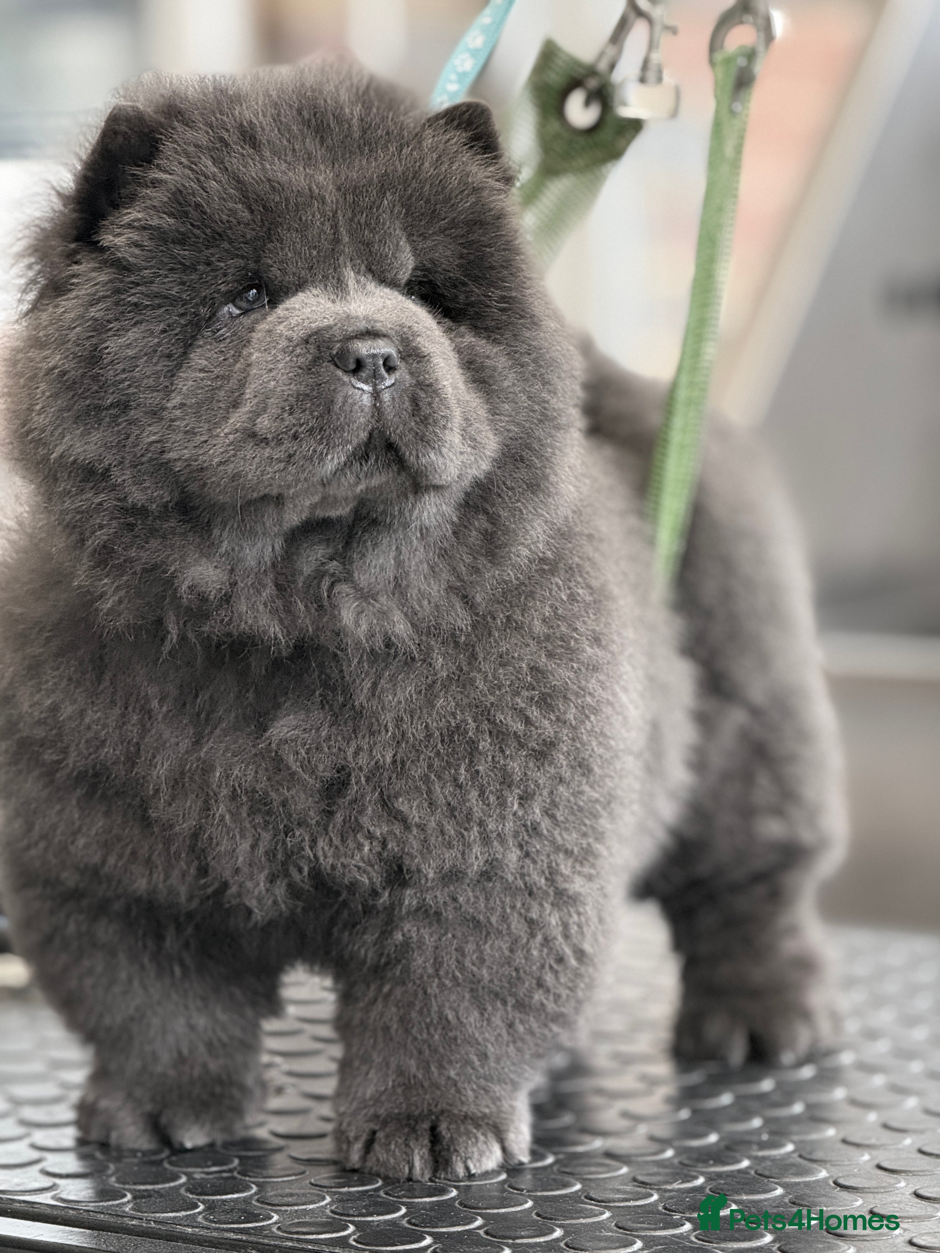Chow Chow dogs 🧸🧸Beautiful Chow Chow Puppies🧸🧸 - Advert 1