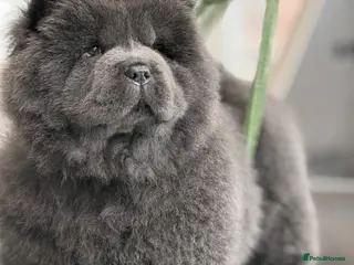 Chow Chow dogs 🧸🧸Beautiful Chow Chow Puppies🧸🧸 - Advert 3