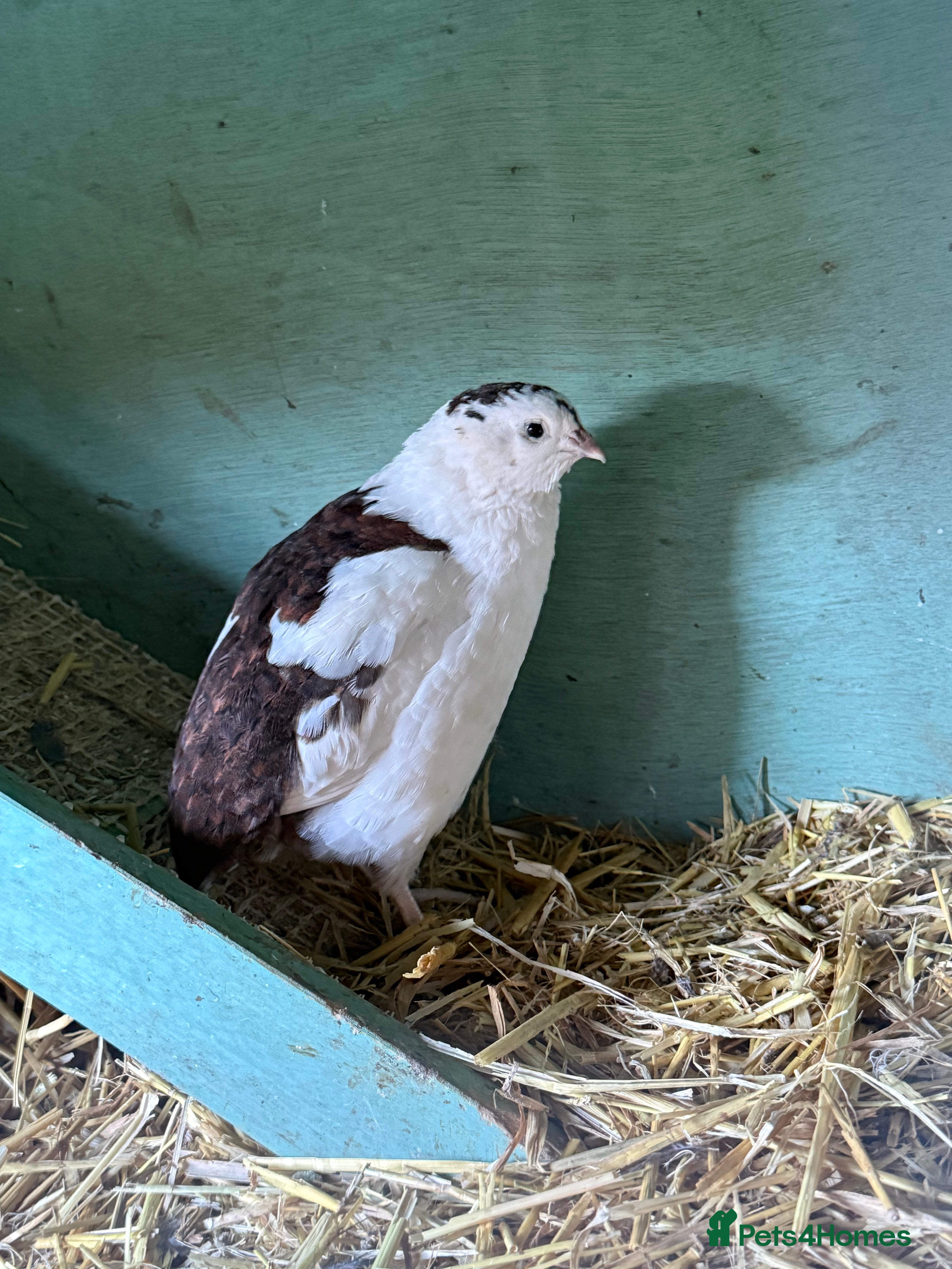 Quail poultry Celadon Boy  - Advert 2