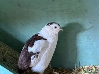 Quail poultry Celadon Boy - Advert 9