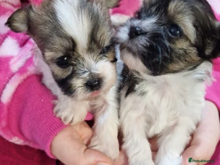 Havanese dogs Bichon havaneze in Manchester - Advert 7