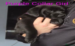 Mixed Breed dogs for sale: Ready to leave 3 Girls Left Shar-Pei x Chow pups  - Image 23
