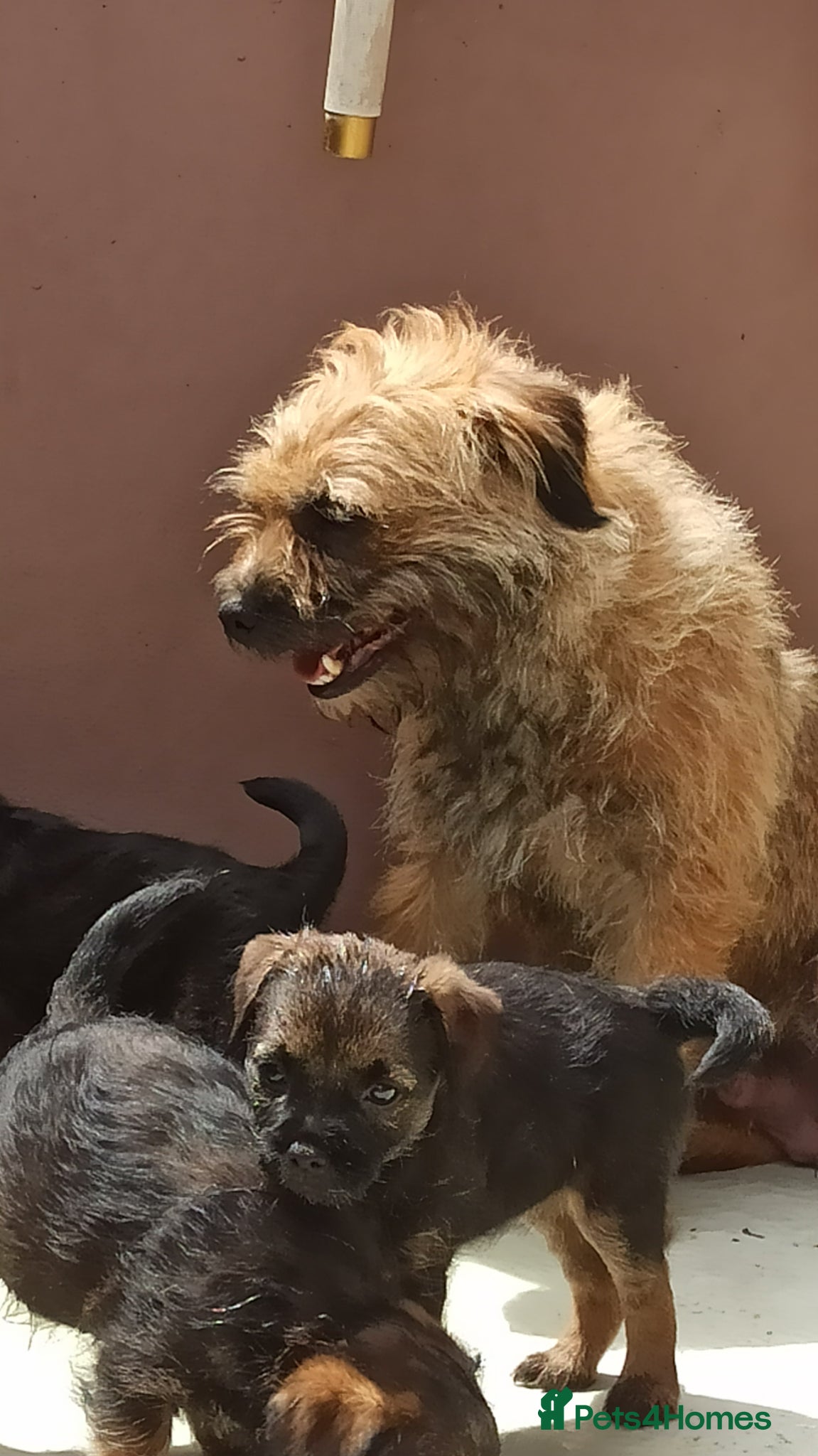 Border Terrier dogs Pedigree Border Terrier Puppies  - Advert 2