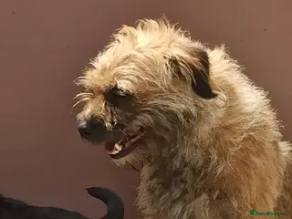 Border Terrier dogs Pedigree Border Terrier Puppies - Advert 2