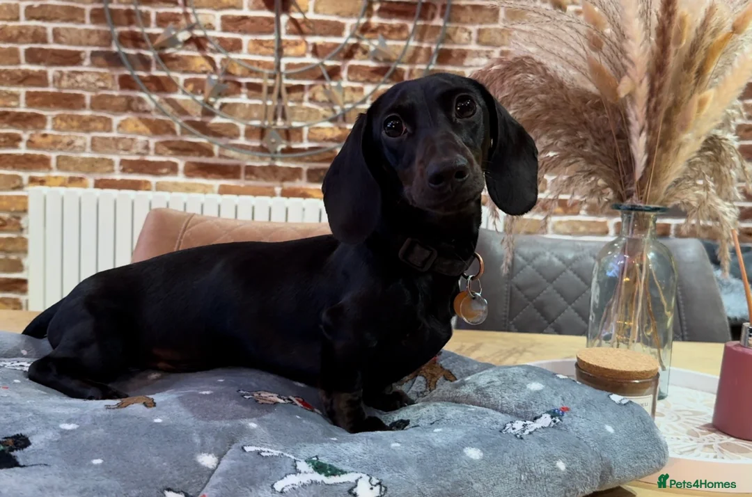 Miniature Dachshund dogs for stud: Rare KC Reg & Health Tested Miniature Dachshund in Rotherham - Advert 21