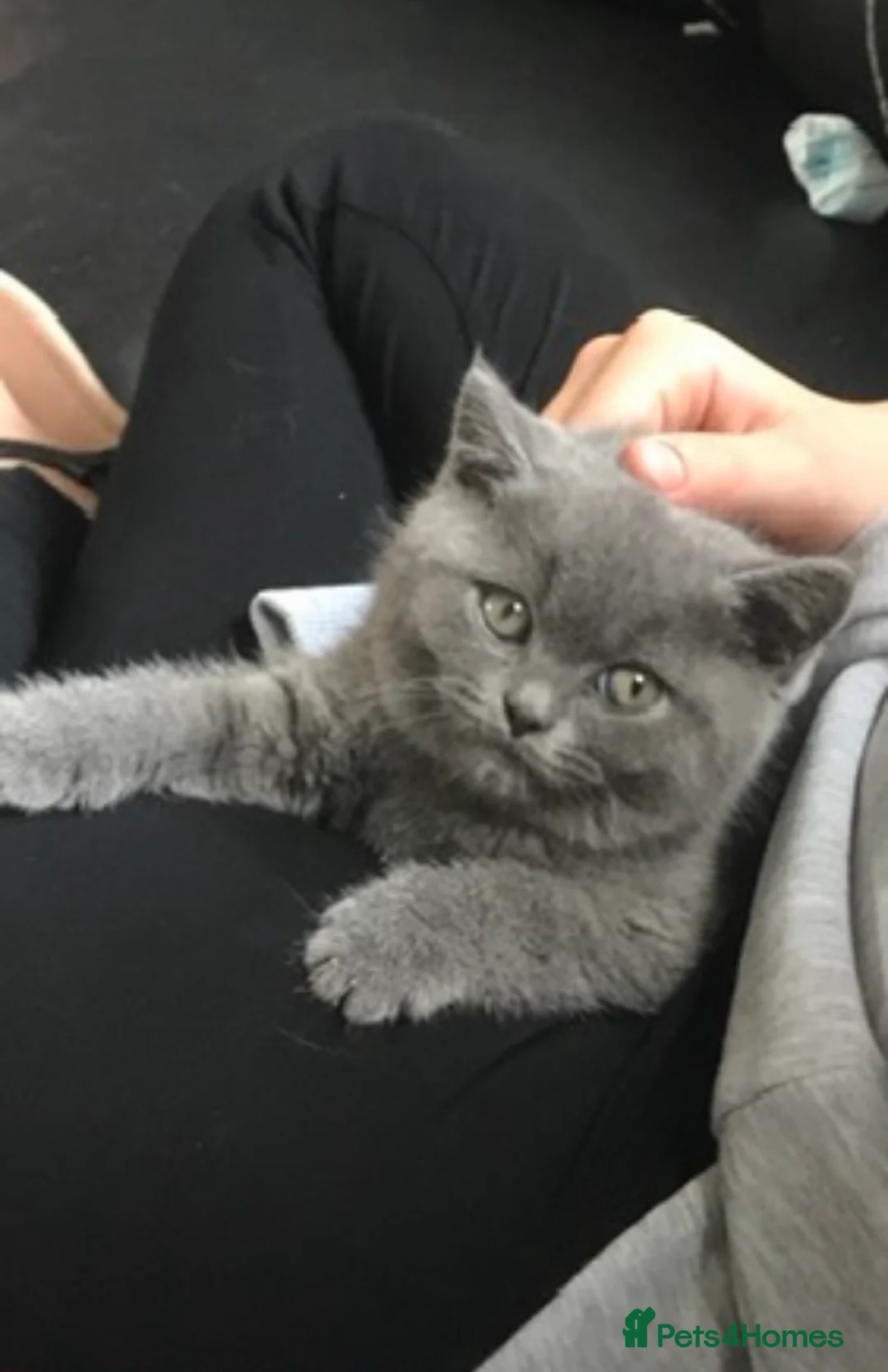 British Shorthair cats for sale: British shorthair male  - Advert 6