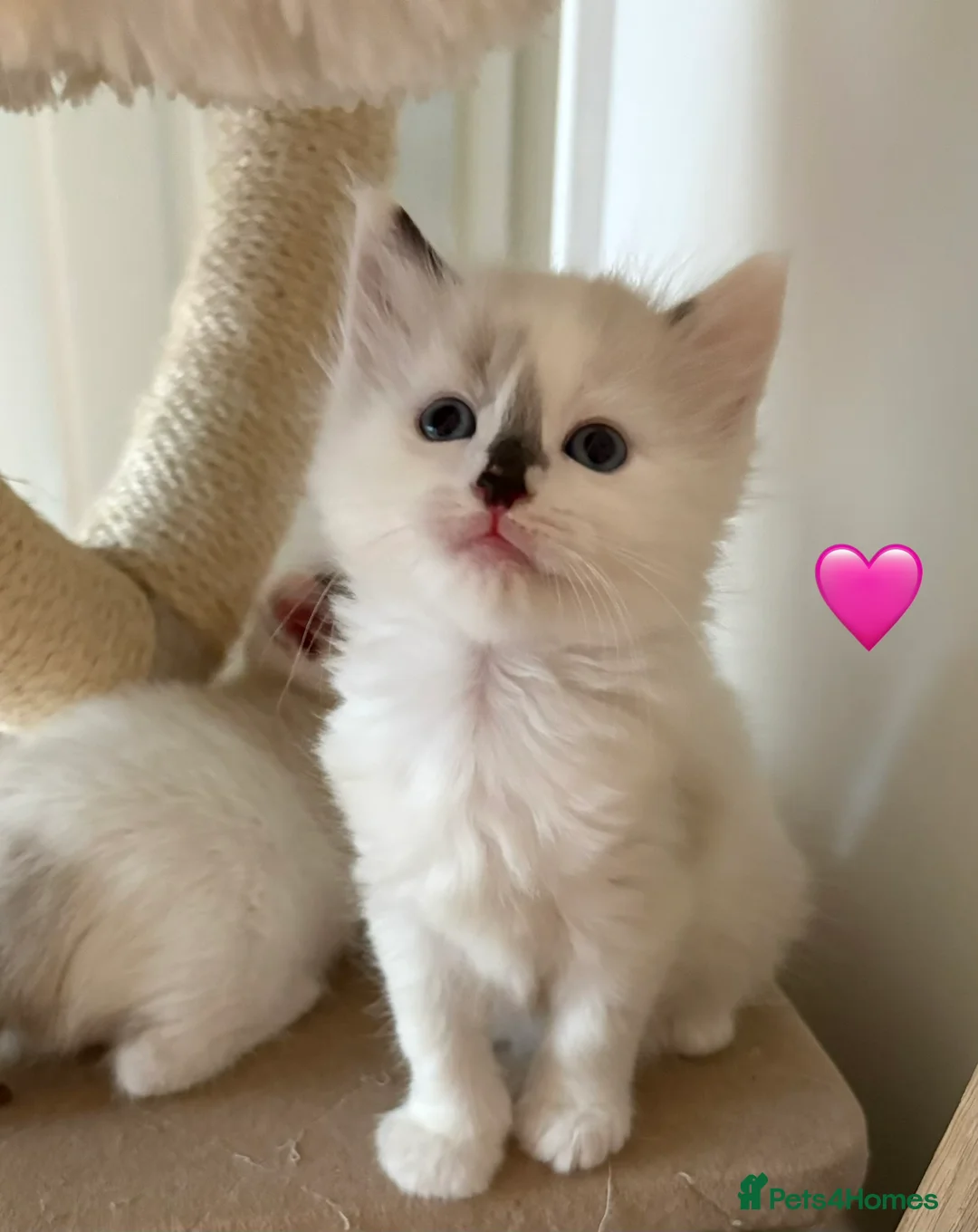 Ragdoll cats for sale: Looking for perfect furry companion?🐾😻 - Advert 2