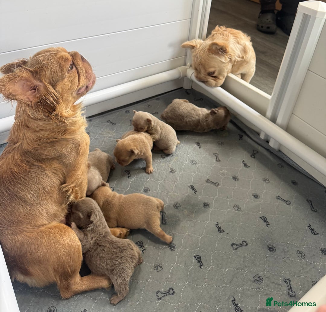 French Bulldog dogs for sale: Fluffy French Bulldogs/DNA Tested Parents  - Image 20
