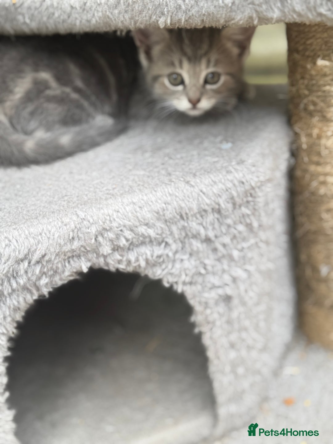 British Shorthair cats for sale: Beautiful British cat  - Image 18