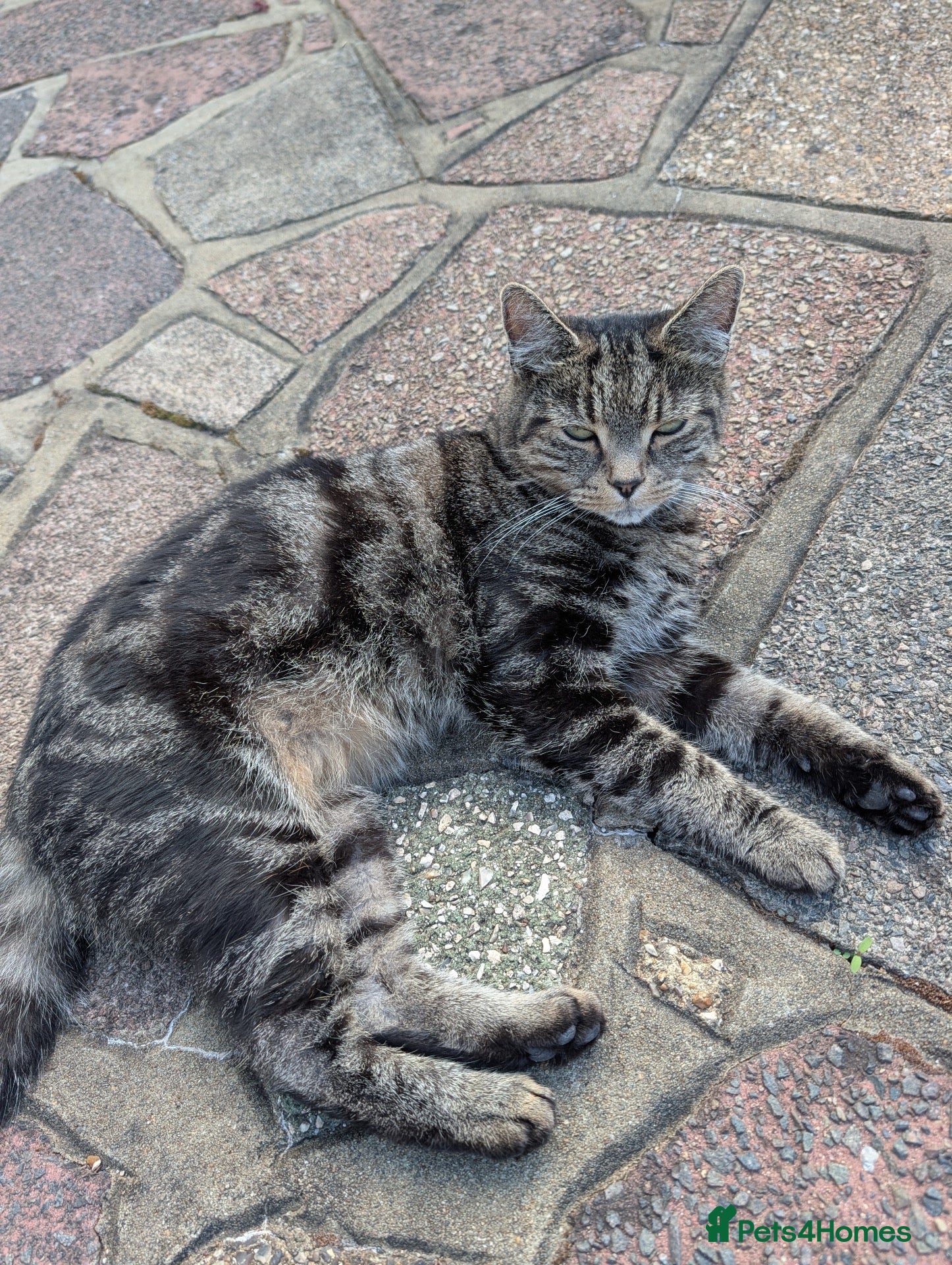 Mixed Breed cats Beautiful Tabby Female Cat - Advert 1