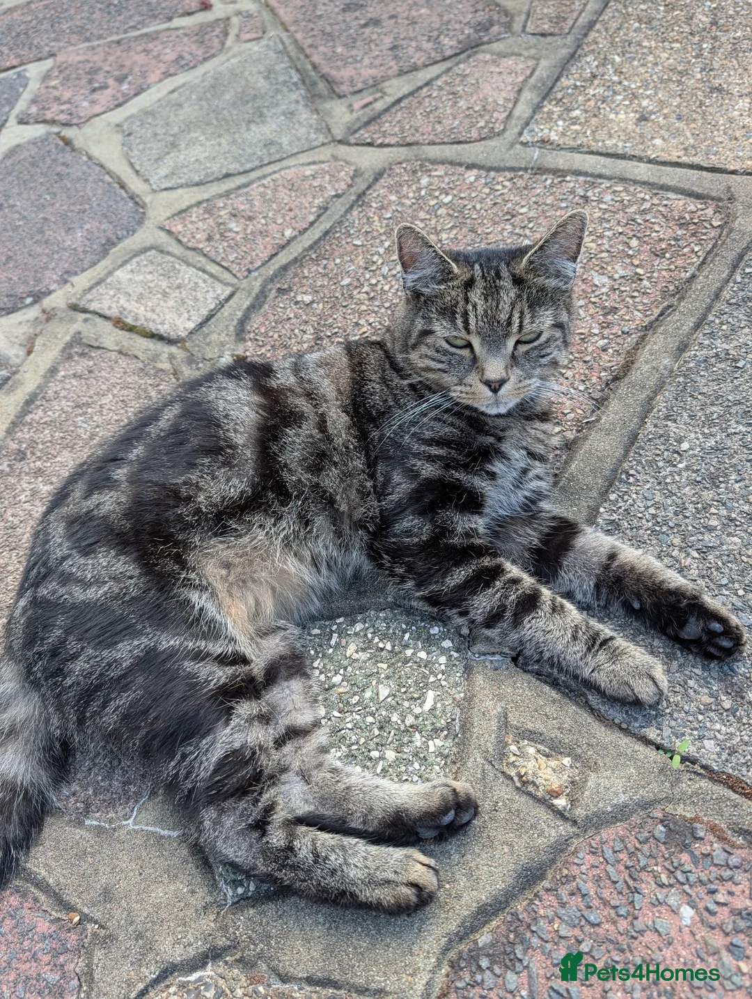 Mixed Breed cats for sale: Beautiful Tabby Female Cat in West Wickham - Advert 1