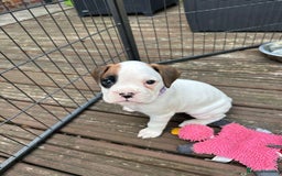 Boxer dogs for sale: Gorgeous KC Registered Boxer Pups - ONLY 1 LEFT - Image 11