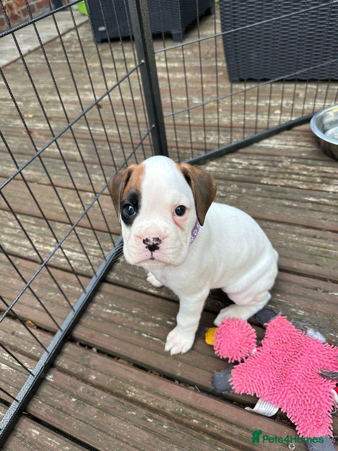 Boxer dogs for sale: Gorgeous KC Registered Boxer Pups - ONLY 1 LEFT - Image 11