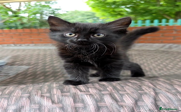Turkish Angora cats - Advert 1
