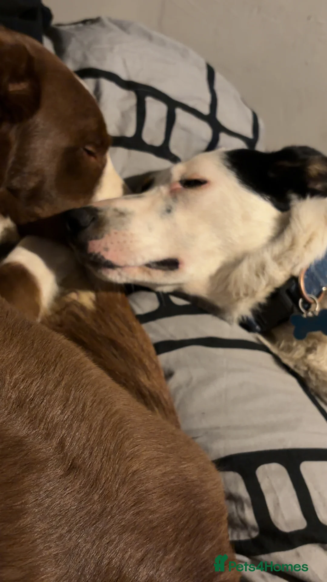 Border Collie dogs for adoption: Marley needing forever home  - Advert 2