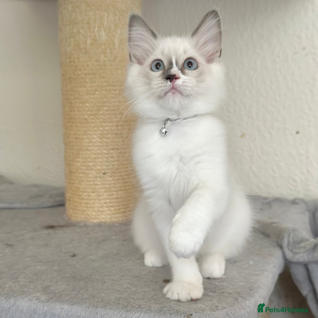 Ragdoll cats for sale: Gentle, Affectionate, Cuddly, Playful Kittens - Image 3