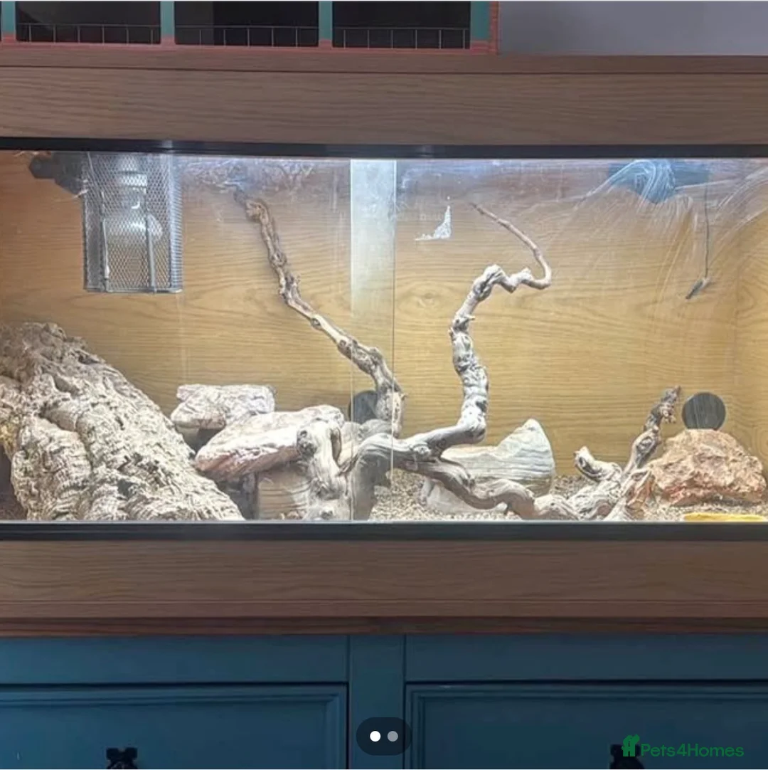 Bearded Dragon reptiles for sale: 8 month old bearded dragon plus full set up in Yeovil - Advert 1
