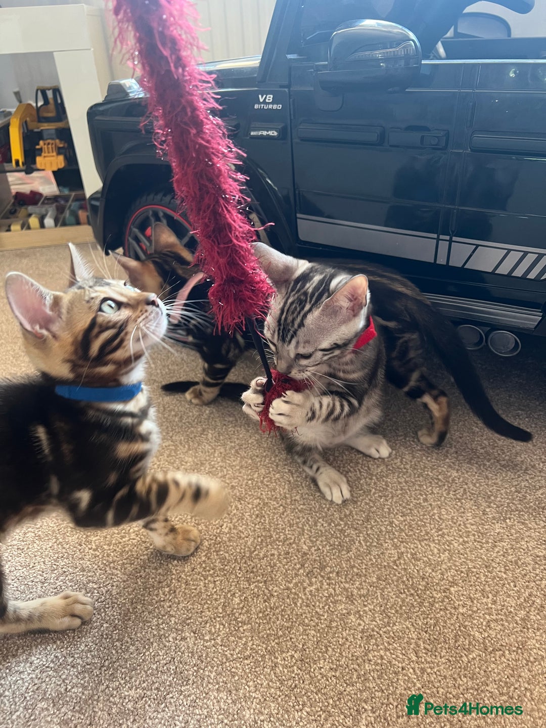 Bengal cats for sale: 🐾 TICA REGISTERED, READY TO LEAVE  😍😍 - Image 12