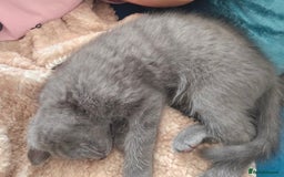 Mixed Breed cats for sale: Beautiful boy - Image 3