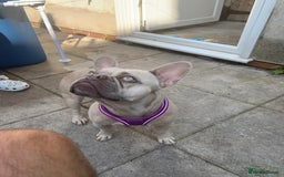 French Bulldog dogs for sale: 3 year old girl French bulldog  - Image 6