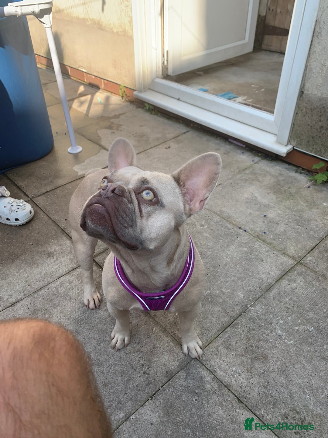 French Bulldog dogs for sale: 3 year old girl French bulldog  - Image 6