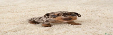 Miniature Dachshund 1