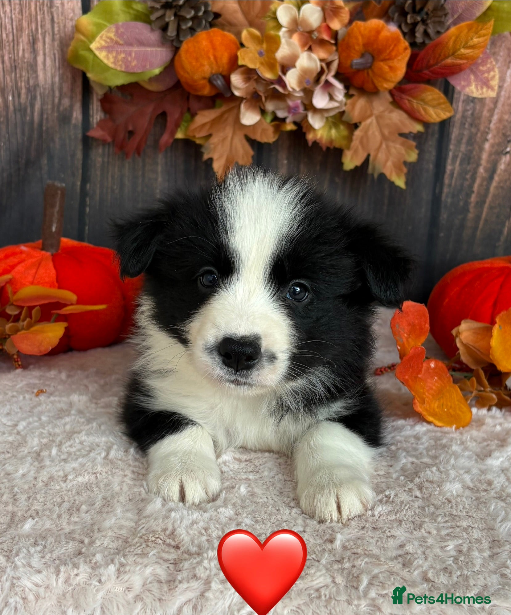 Border Collie dogs Gorgeous Seal & Black&White Border Collie Puppies  - Advert 2