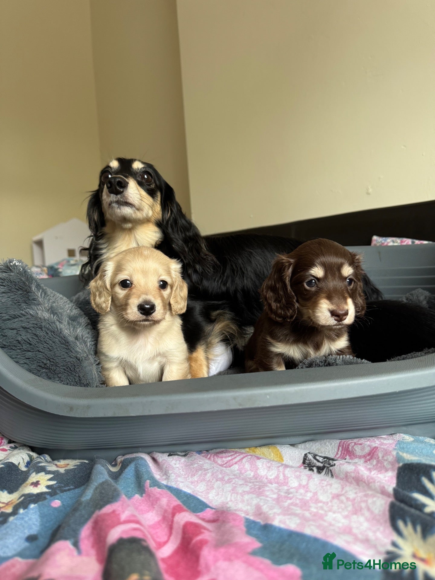 Dachshund dogs Miniature Dachshund Puppies – PRA Clear - Advert 1