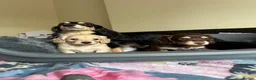 Dachshund dogs for sale: KC reg. Miniature longhair Dachshund Puppies   - Advert 1