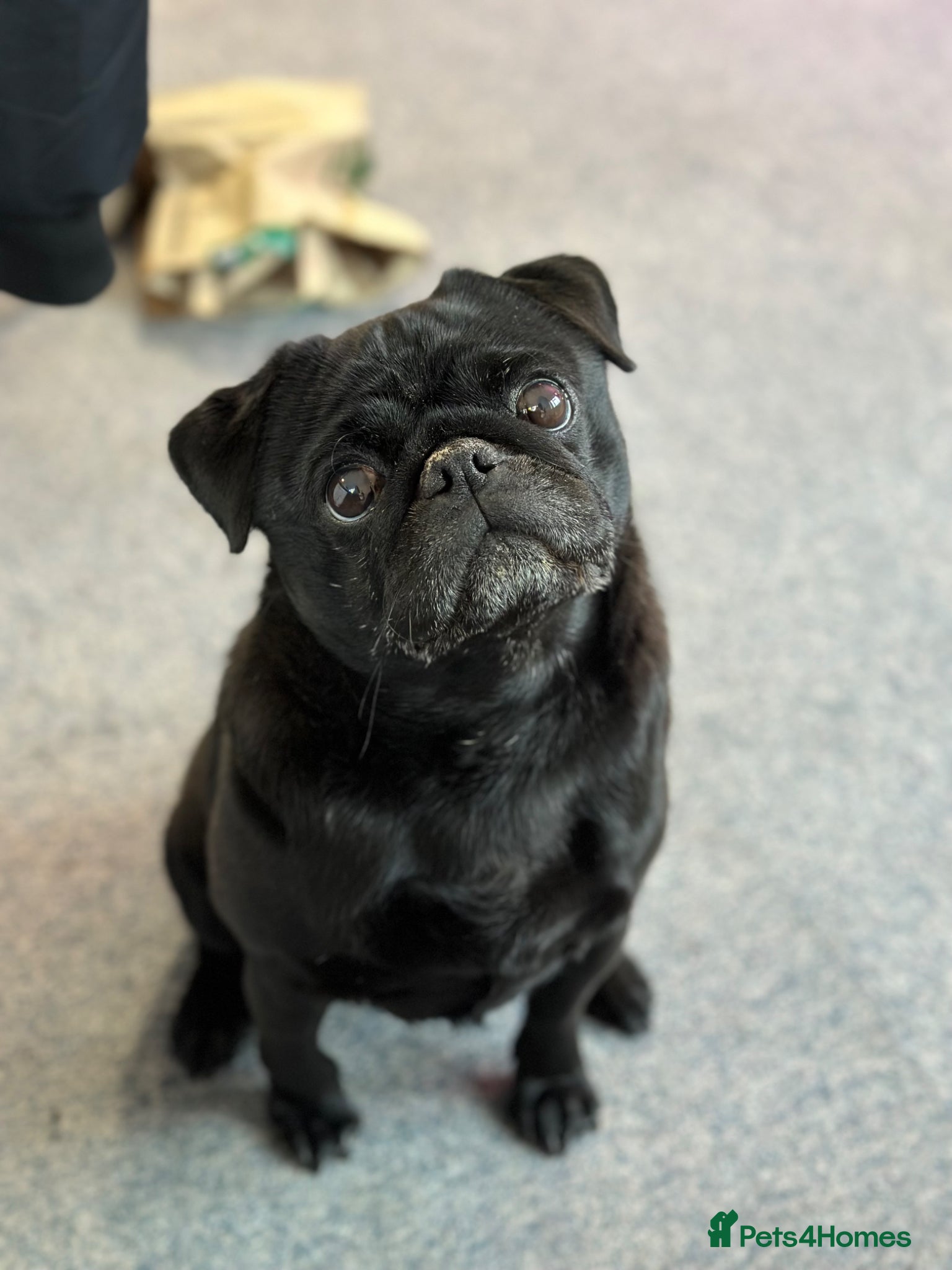 Pug dogs Bronx the pug! - Advert 1