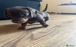 Miniature Dachshund dogs for sale: Miniature Dachshunds for sale  - Image 11