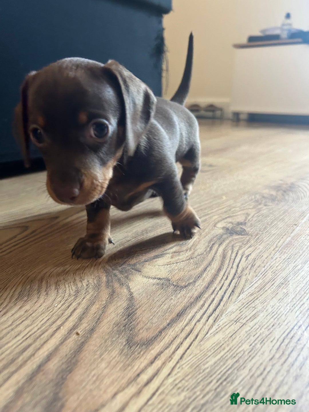 Miniature Dachshund dogs for sale: Miniature Dachshunds for sale  - Image 11
