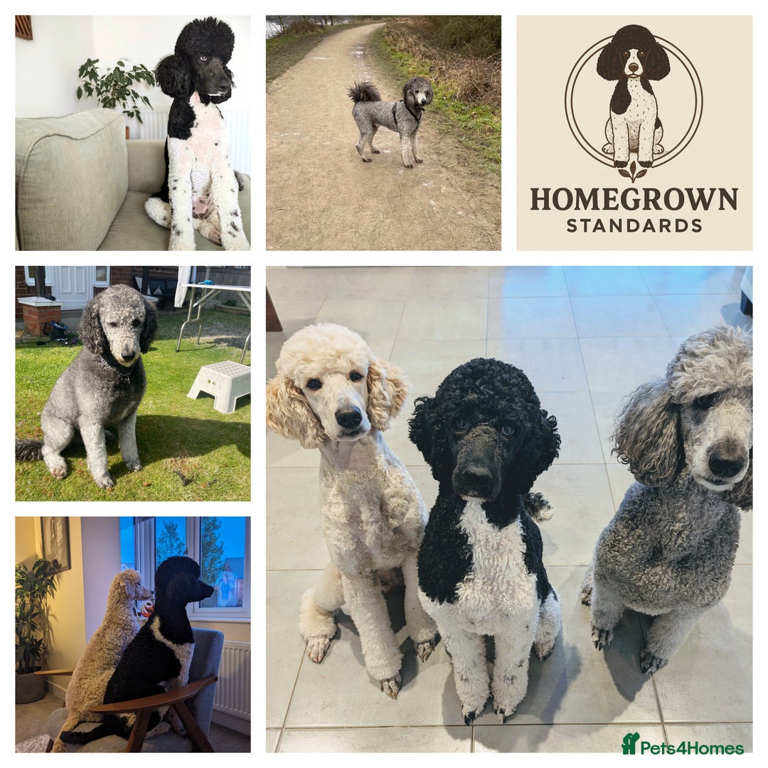 Standard Poodle dogs for sale: 6 wks old, ready 21st Jan, Standard Poodle Puppies - Advert 6