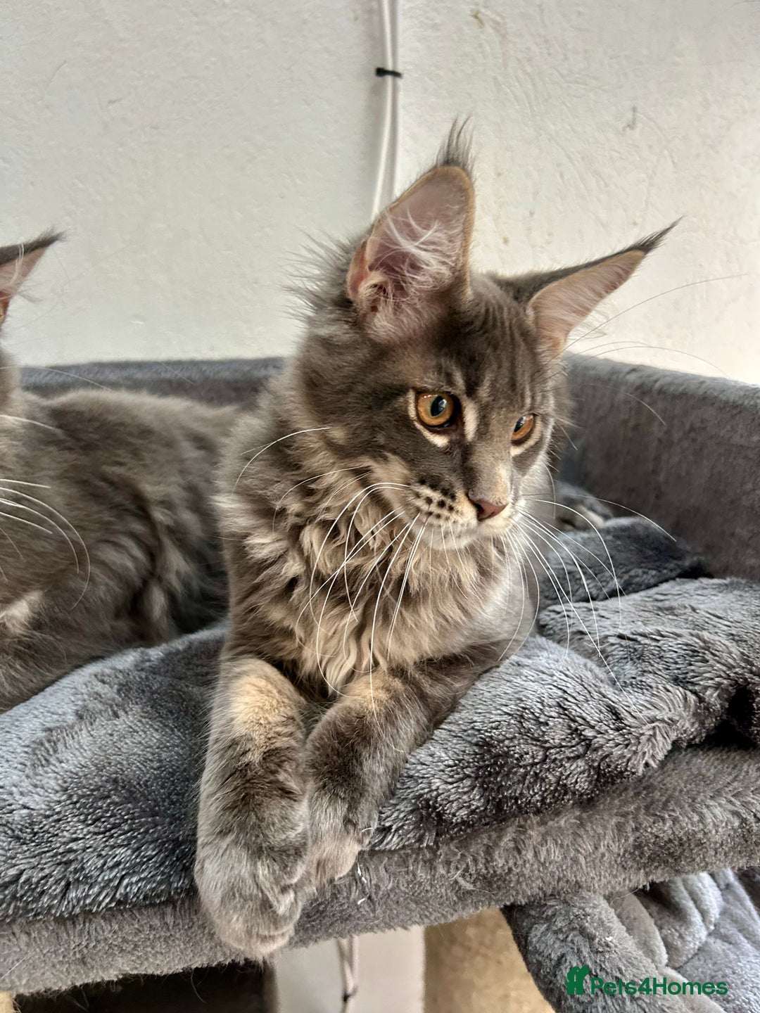 Maine Coon cats for sale: Stunning TICA Registered Maine Coon Boys Available - Image 23