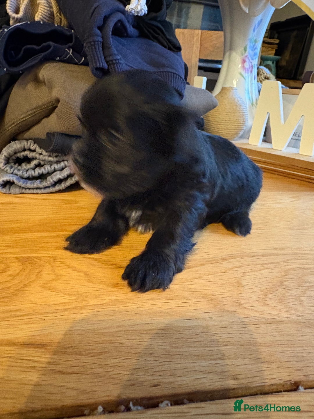 Morkie dogs for sale: Beautiful fluffy maltese - Advert 5