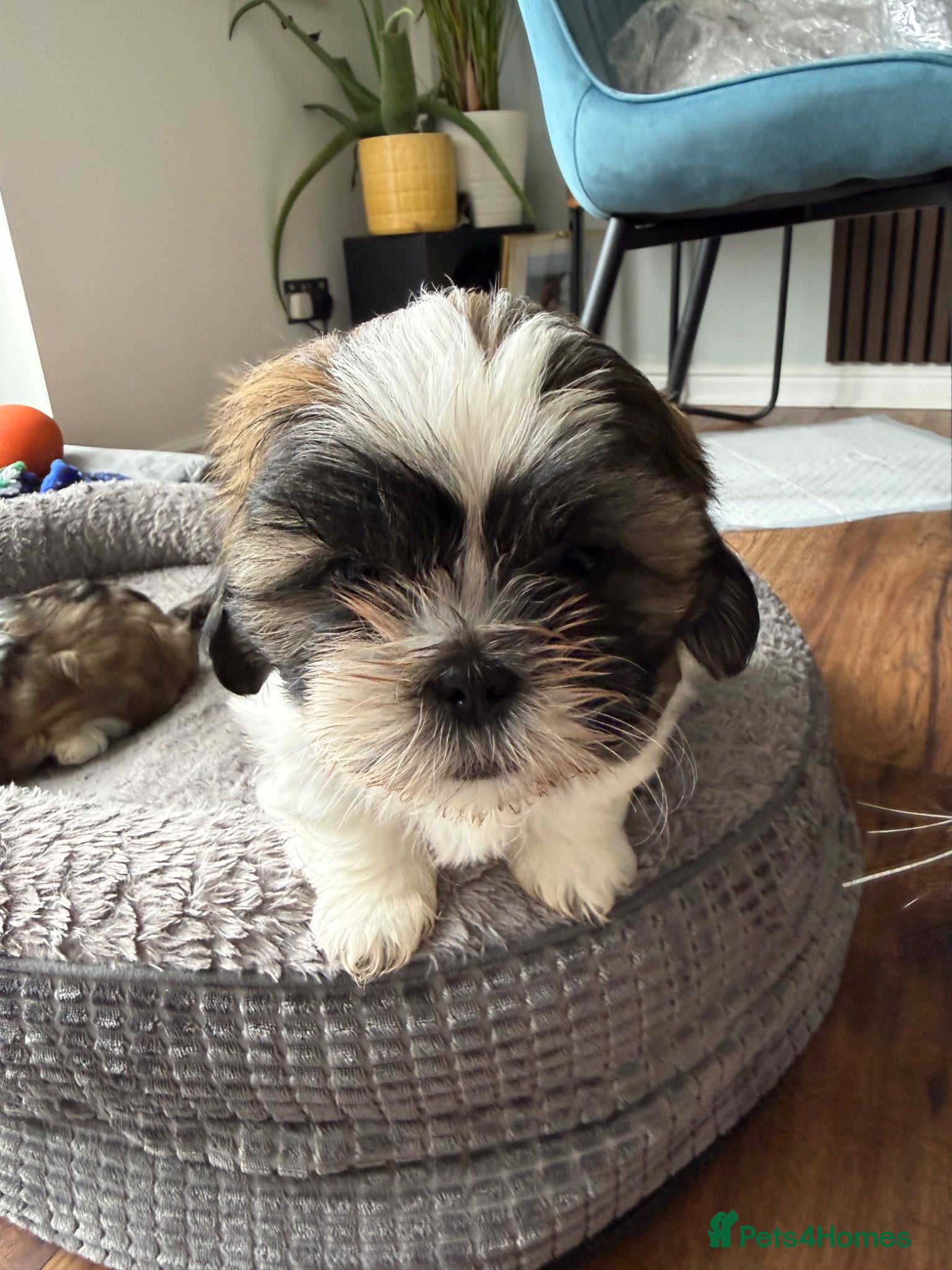 Shih Tzu dogs Purebred Shih Tzu Puppies Looking for Loving Homes - Advert 15