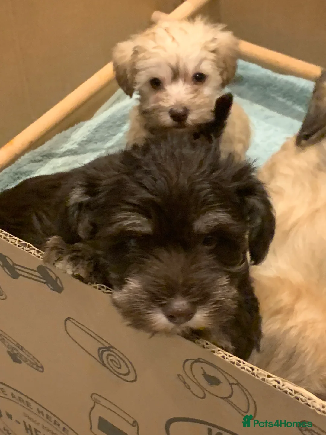 Miniature Schnauzer dogs for sale: Stunning Rare Parti-colour Miniature Schnauzer’s - Advert 15
