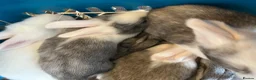Continental Giant rabbits for sale: Worlds Biggest Bunnies  - Advert 6