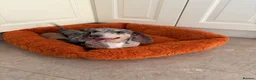 Dachshund dogs for sale: Miniature dachshund - Advert 4