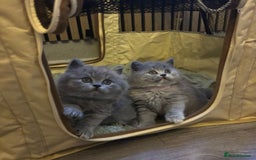 British Shorthair cats for sale: BEAUTIFUL BRITISH SHORT AND LONG HAIR KITTENS - Image 1